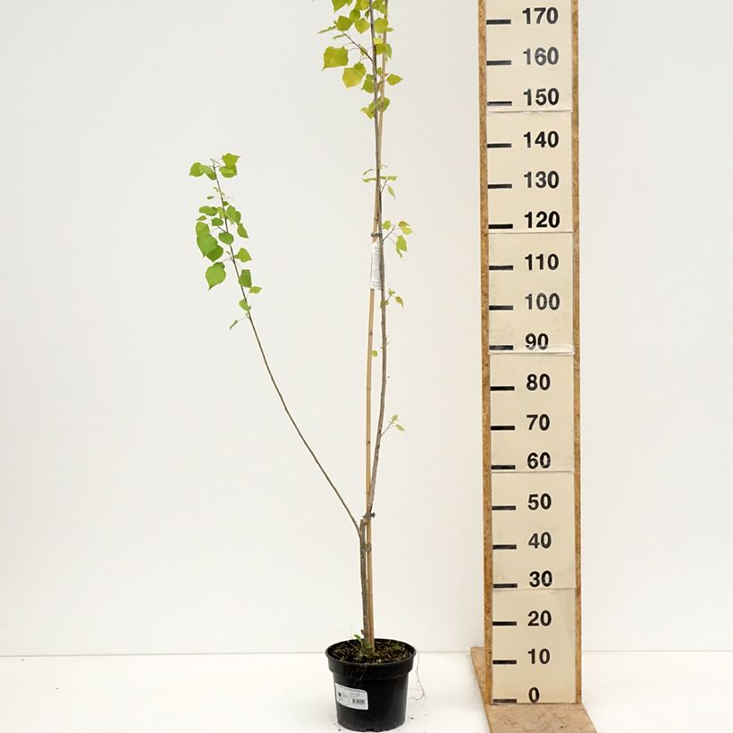 Populus x canadensis Serotina Aurea - Pioppo del Canadà Vaso da 4L/5L esemplare consegnato in primavera