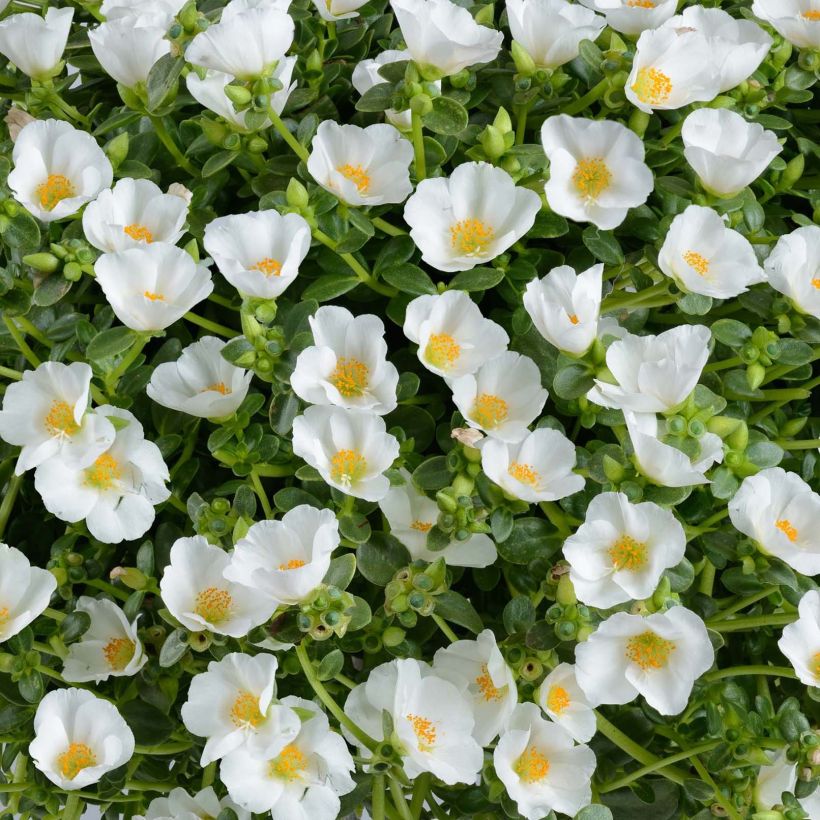 Portulaca Pazzaz White (Flowering)