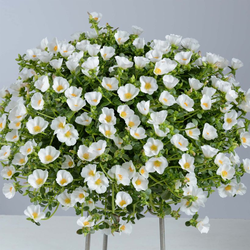 Portulaca Pazzaz White (Plant habit)