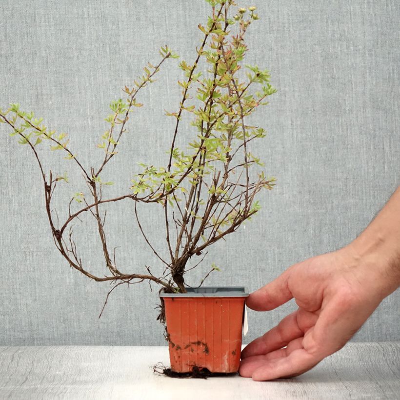 Esemplare di Potentilla fruticosa Glamour Girl Vasetto da 8/9 cm consegnato in estate