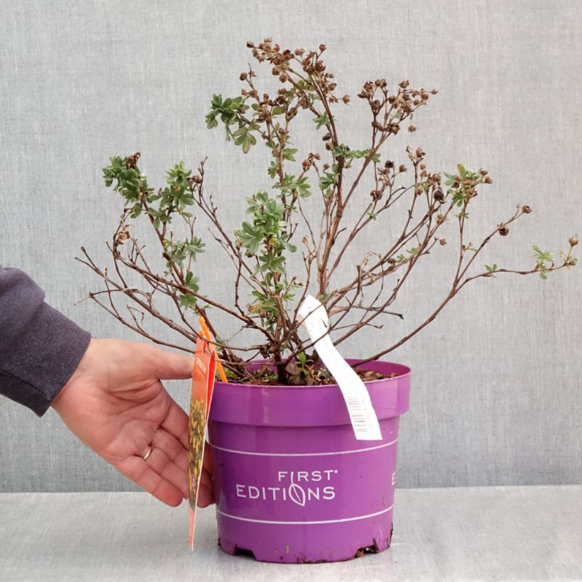 Esemplare di Potentilla fruticosa Citrus Tart Vaso da 2L/3L come consegnato in autunno