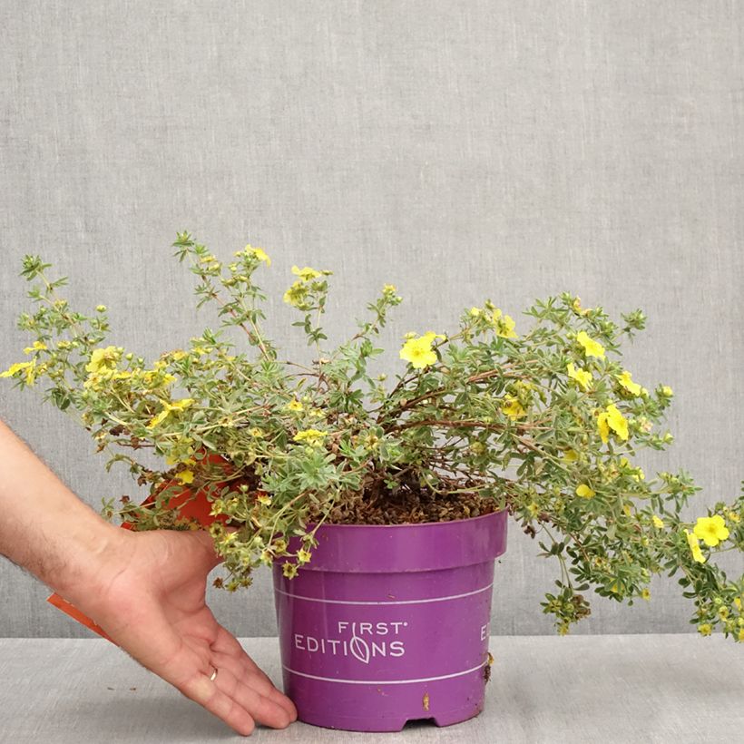 Esemplare di Potentilla fruticosa Citrus Tart Vaso da 2L/3L consegnato in estate