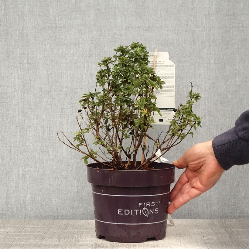 Example of Potentilla fruticosa Citrus Tart Vaso da 2L/3L as you get in printemps