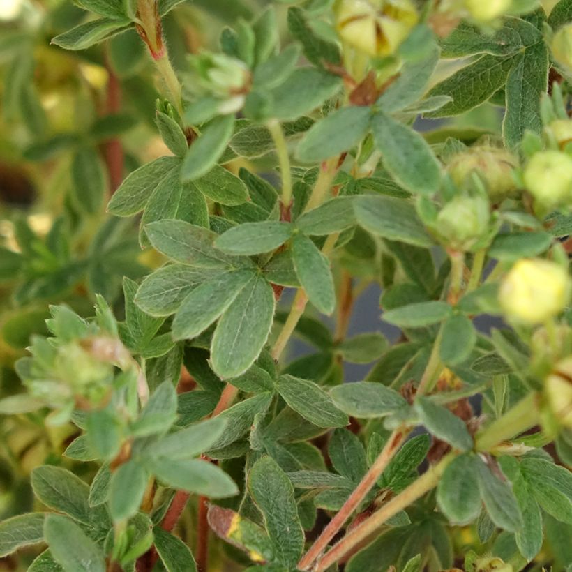 Potentilla fruticosa Citrus Tart (Foliage)