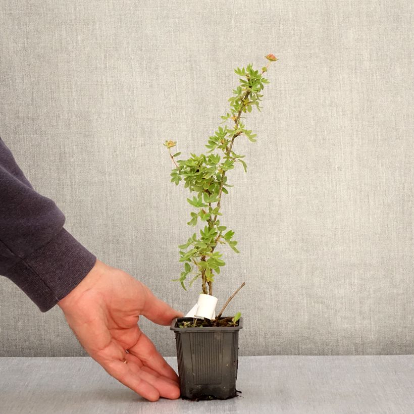 Example of Potentilla fruticosa Creme brulée Vasetto da 8/9 cm as you get in printemps