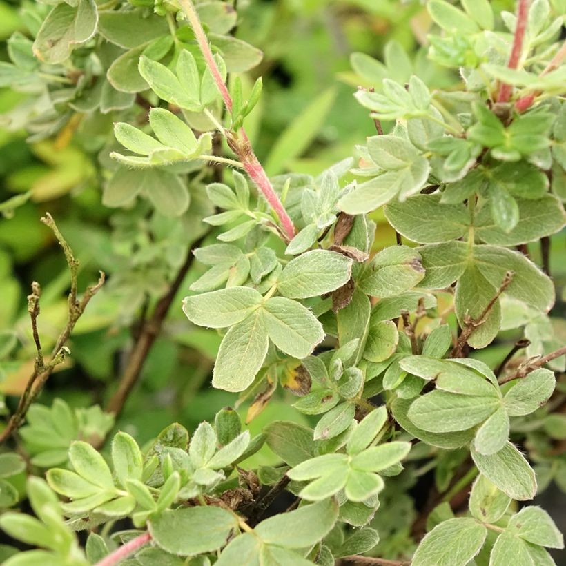 Potentilla fruticosa Creme brulée (Foliage)