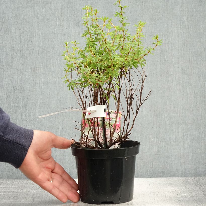 Example of Potentilla fruticosa Danny Boy Vaso da 2L/3L as you get in printemps
