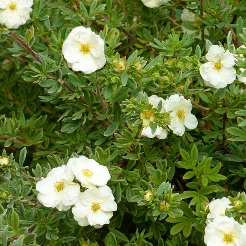 Potentilla fruticosa Double Punch Cream (Foliage)
