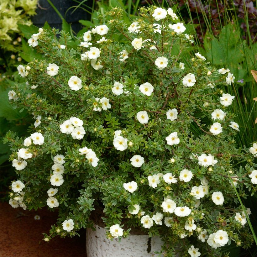 Potentilla fruticosa Double Punch Cream (Plant habit)
