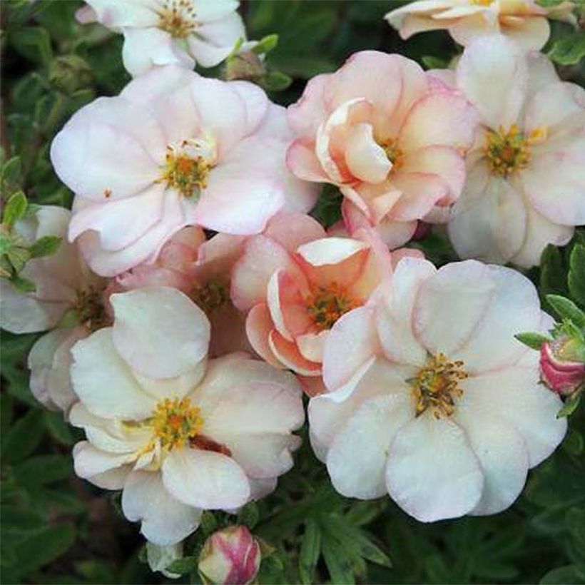 Potentilla fruticosa Double Punch Pastel (Flowering)