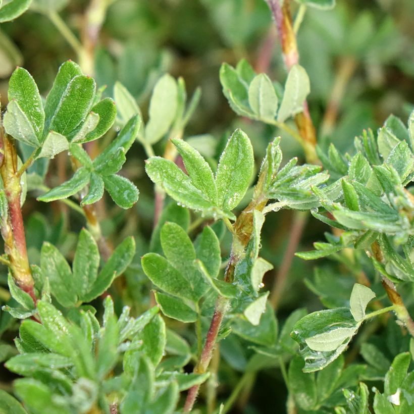Potentilla fruticosa Double Punch Pastel (Foliage)