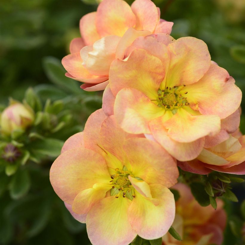 Potentilla fruticosa Double Punch Peach (Flowering)