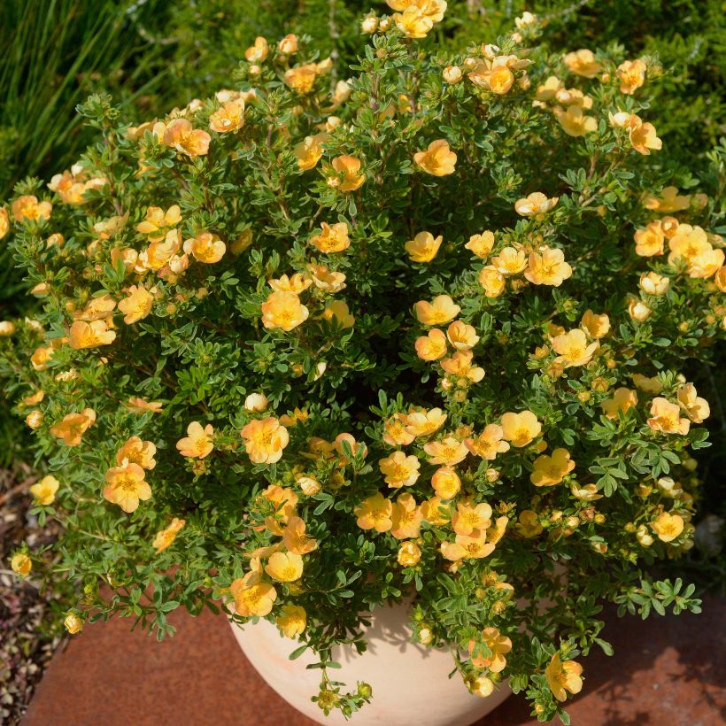 Potentilla fruticosa Double Punch Peach (Plant habit)