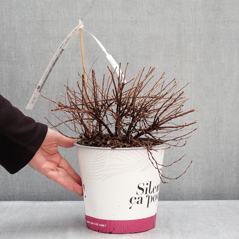 Potentilla fruticosa Double Punch Pink - Potentille arbustive Vaso da 4L/5L esemplare consegnato in inverno