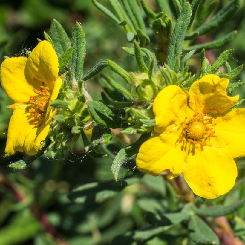 Potentilla fruticosa Elizabeth (Flowering)