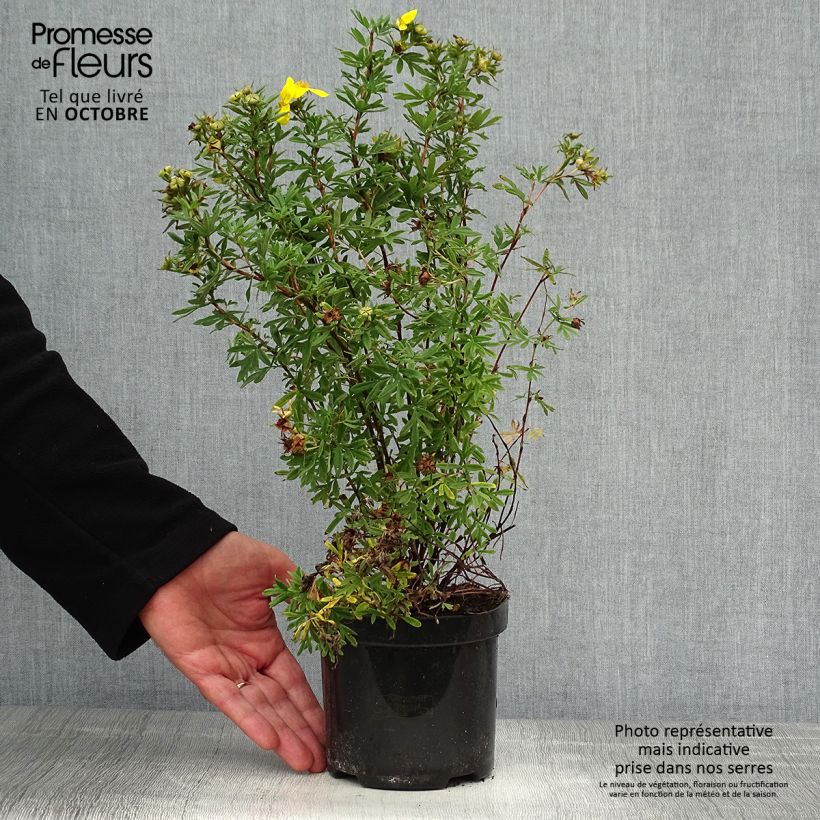 Esemplare di Potentilla fruticosa Goldfinger Vaso da 1L/1,5L come consegnato in autunno
