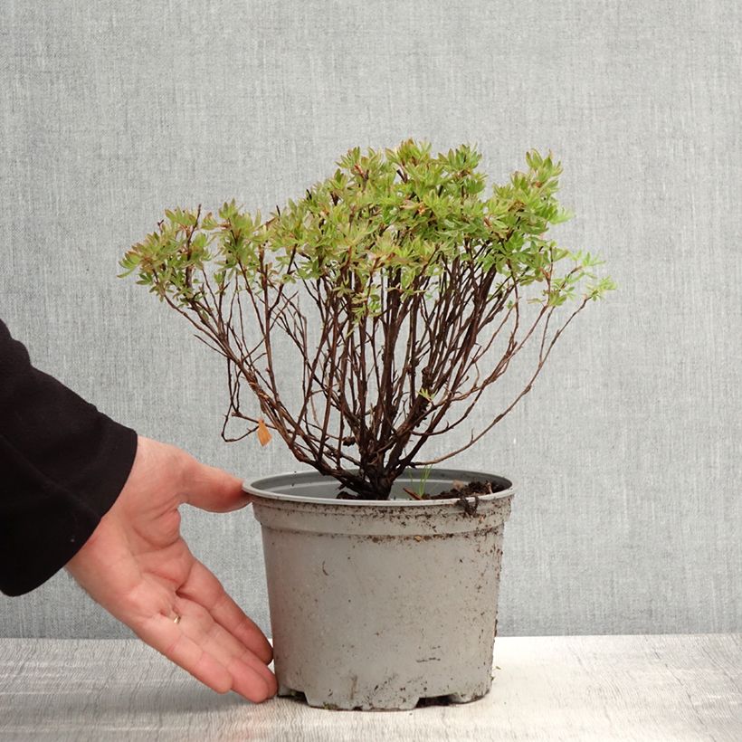 Potentilla fruticosa Lovely Pink Vaso da 1,5L/2L esemplare consegnato in primavera