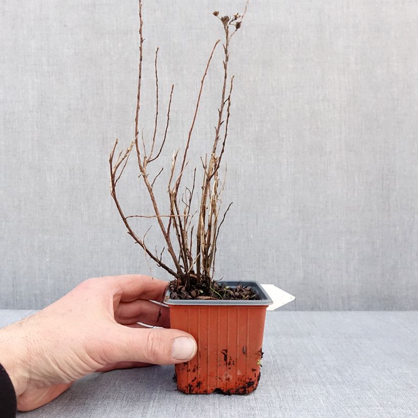 Potentilla fruticosa Mango Tango- Potentille arbustive Godet de 8/9 cm esemplare consegnato in inverno