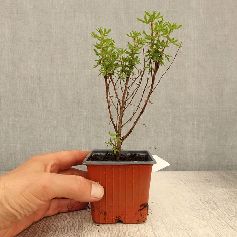 Example of Potentilla fruticosa Mango Tango Vasetto da 8/9 cm as you get in printemps