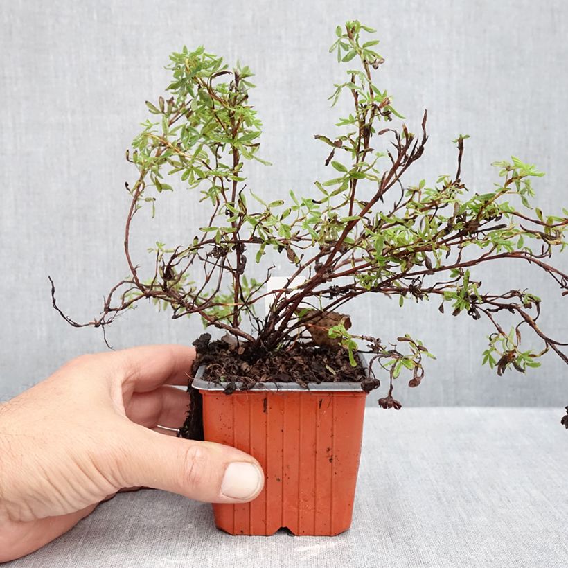 Esemplare di Potentilla fruticosa Marian Red Robin Vasetto da 8/9 cm come consegnato in autunno