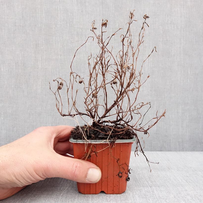 Potentilla fruticosa Marian Red Robin - Potentille arbustive Godet de 8/9 cm esemplare consegnato in inverno