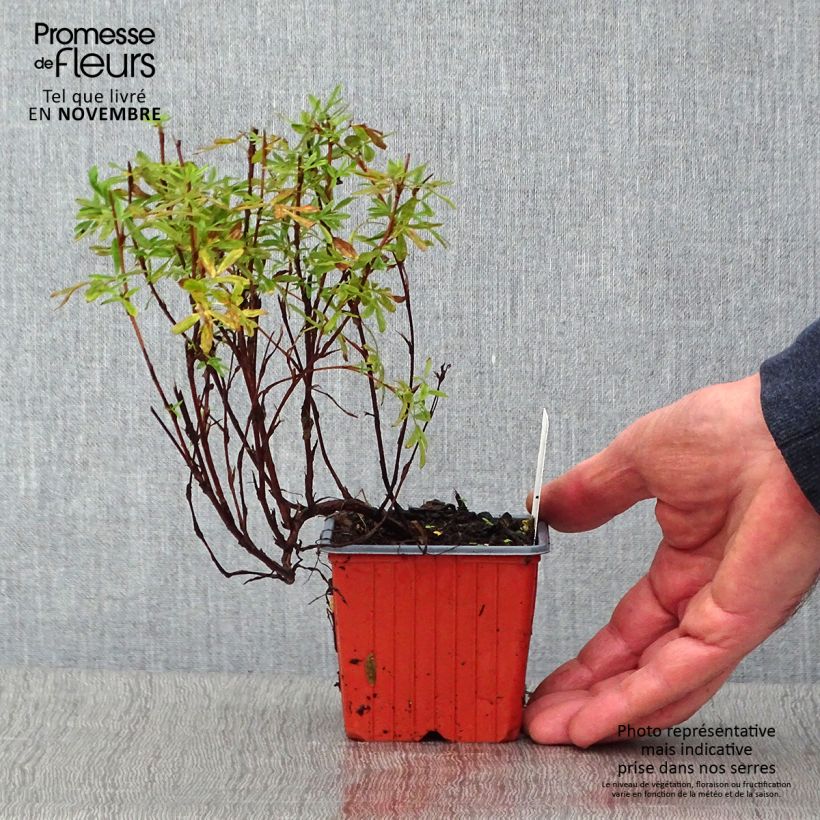 Esemplare di Potentilla fruticosa Pink Paradise Vasetto da 8/9 cm come consegnato in autunno