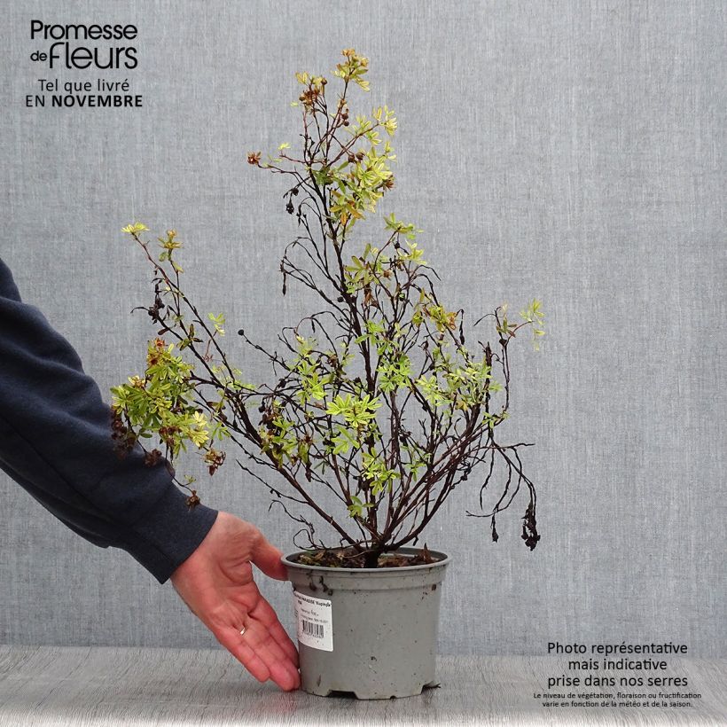 Esemplare di Potentilla fruticosa Pink Paradise Vaso da 2L/3L come consegnato in autunno