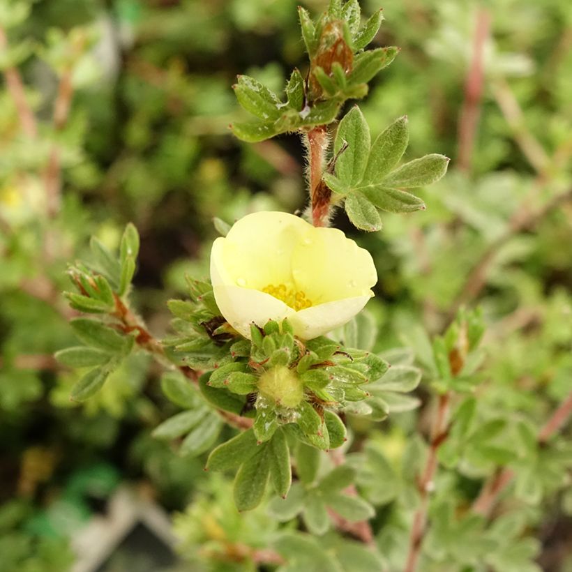 Potentilla fruticosa Primrose Beauty (Fioritura)