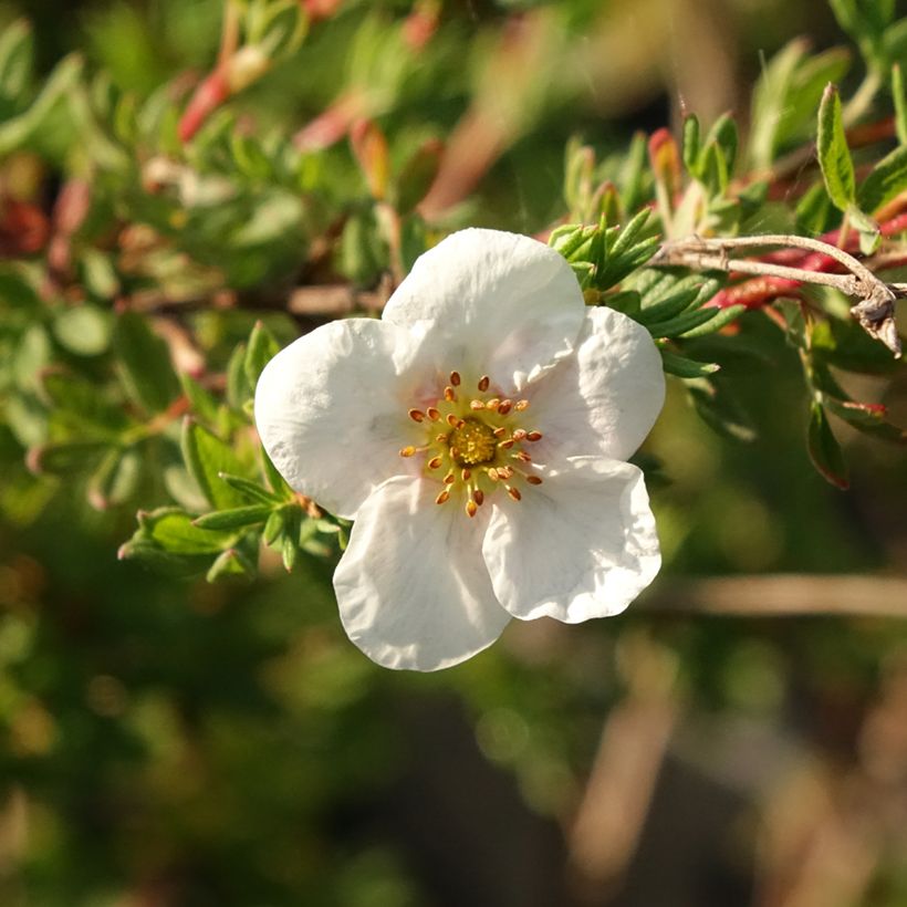 Potentilla fruticosa Princess Pink Queen (Fioritura)