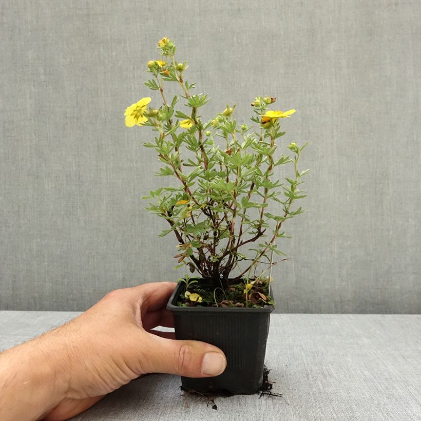 Potentilla fruticosa Sommerflor Vasetto da 8/9 cm esemplare consegnato in primavera
