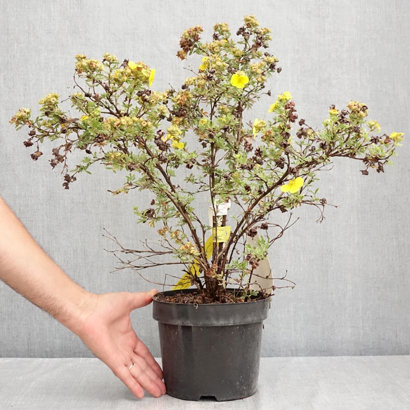 Esemplare di Potentilla fruticosa Sommerflor Vaso da 2L/3L consegnato in estate