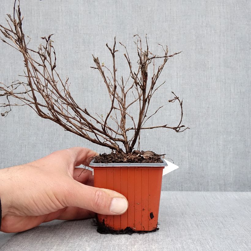 Example of Potentilla fruticosa Tangerine Vasetto da 8/9 cm as you get in printemps