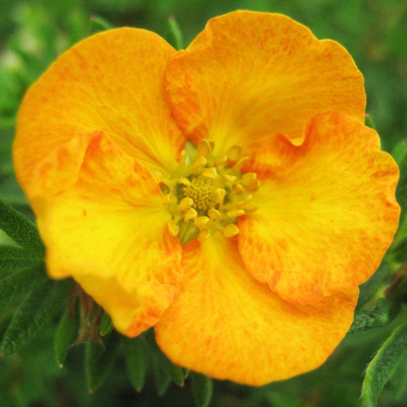 Potentilla fruticosa Tangerine (Flowering)