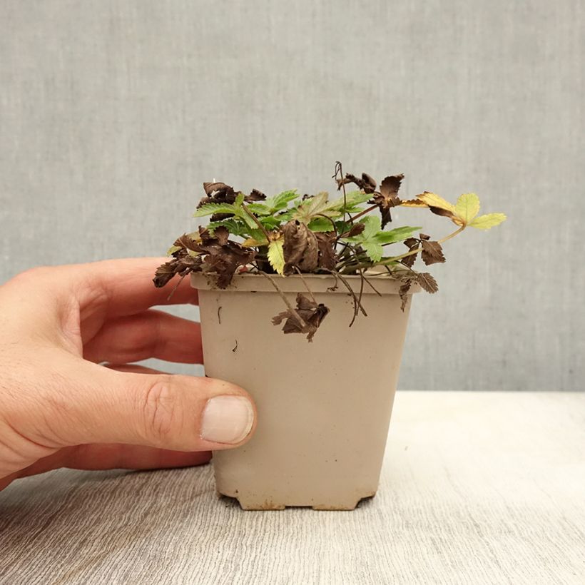 Esemplare di Potentilla recta var. sulphurea Vasetto da 8/9 cm come consegnato in autunno
