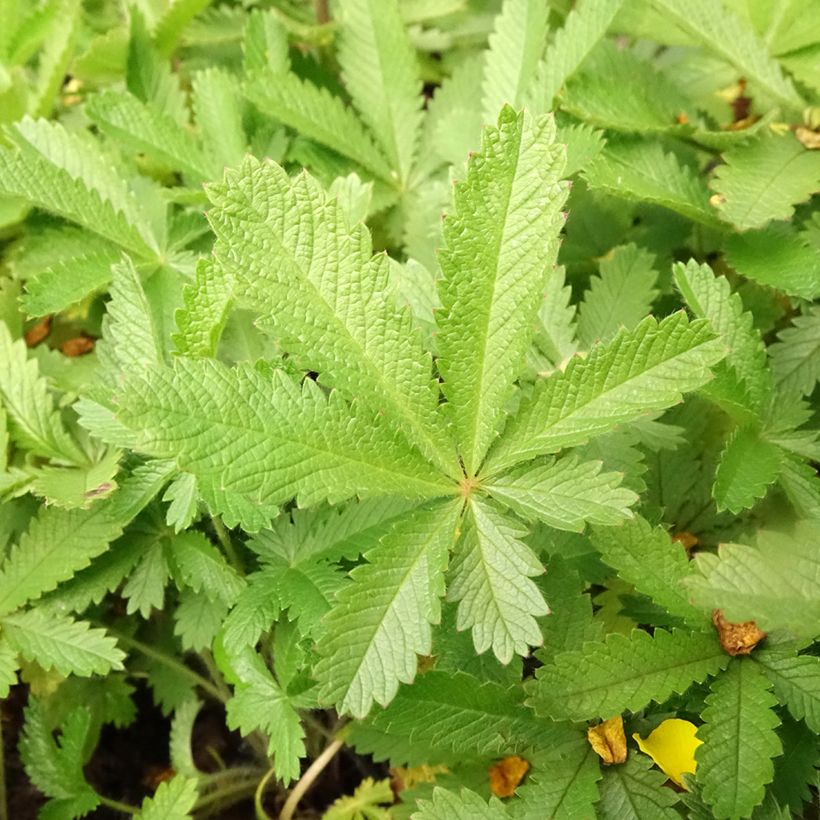 Potentilla recta var. sulphurea (Foliage)