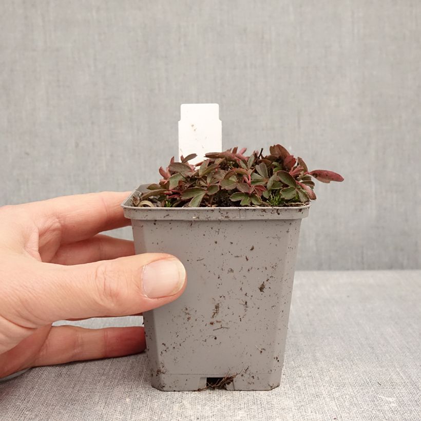 Example of Potentilla tridentata Nuuk Vasetto da 8/9 cm as you get in hiver