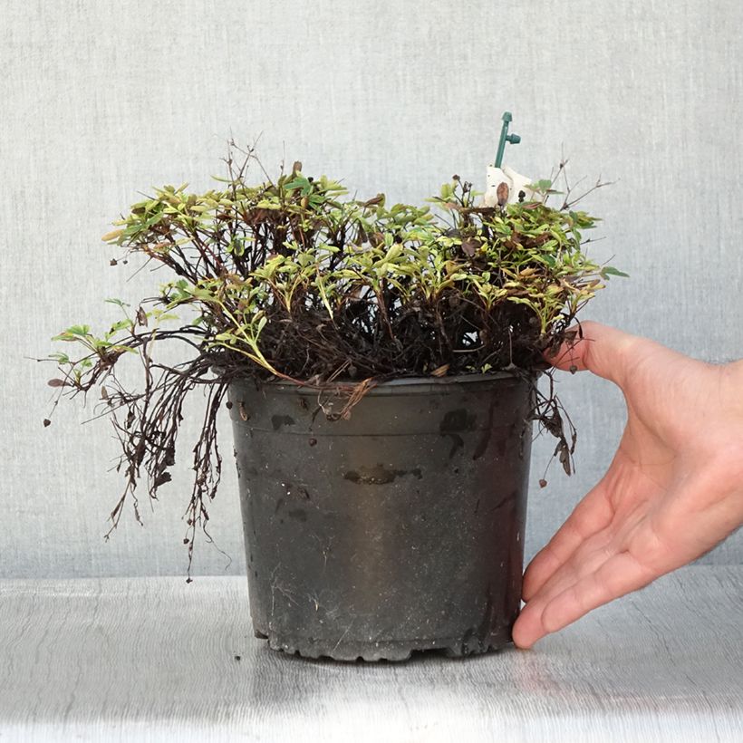 Esemplare di Potentilla tridentata Nuuk - Potentille vivace Pot de 1,5L/2L come consegnato in autunno