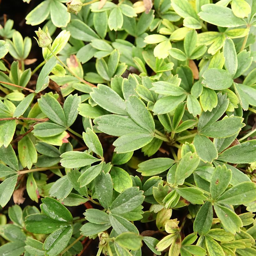 Potentilla tridentata Nuuk (Foliage)