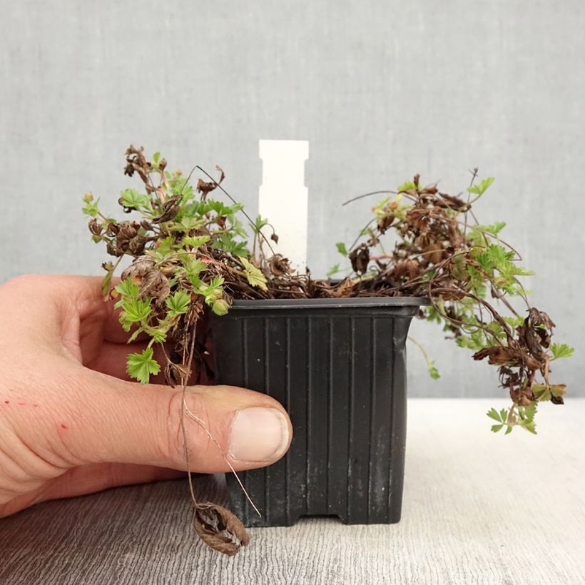 Potentilla verna Vasetto da 8/9 cm esemplare consegnato in primavera