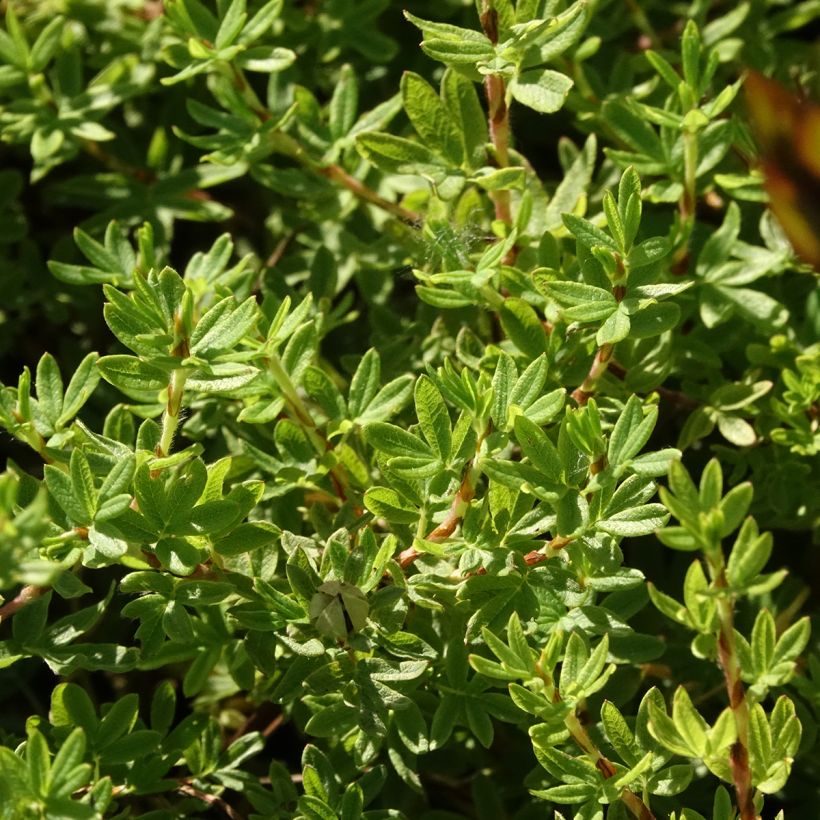 Potentilla fruticosa Bella Apple (Fioritura)