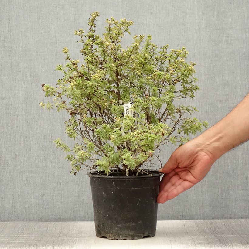 Esemplare di Potentilla fruticosa Bella Apple Vaso da 2L/3L consegnato in estate