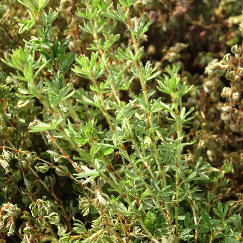 Potentilla fruticosa Bella Lindsey (Fogliame)