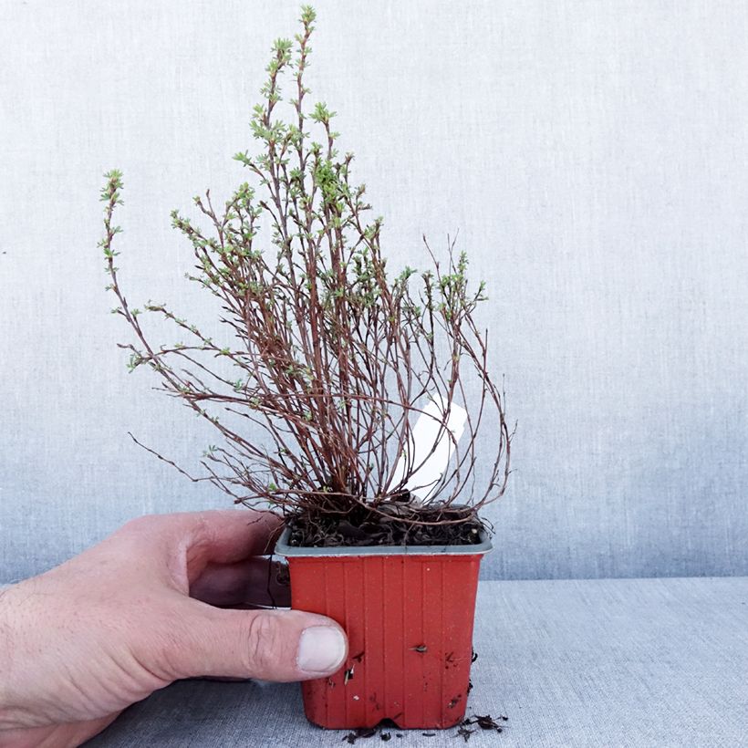 Potentilla fruticosa Bella Lindsey Vasetto da 8/9 cm esemplare consegnato in primavera