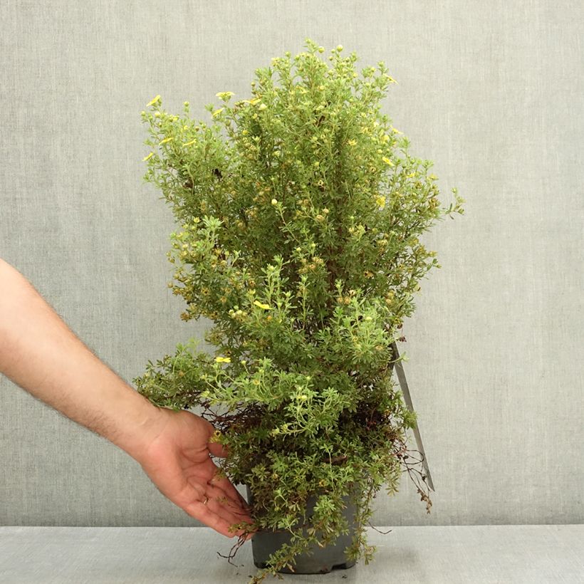 Esemplare di Potentilla fruticosa Bella Lindsey Vaso da 2L/3L consegnato in estate