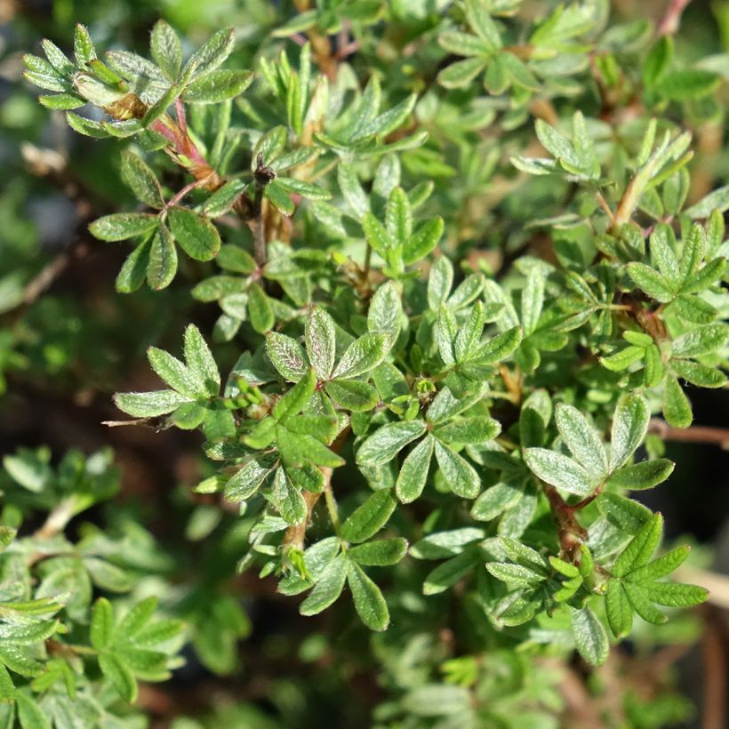 Potentilla fruticosa Bella Rosa (Fogliame)