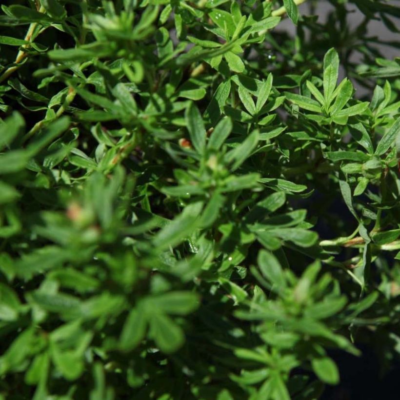 Potentilla fruticosa Bella Sol (Foliage)