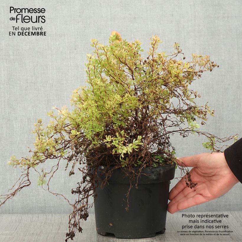 Esemplare di Potentilla fruticosa Bella Sol Vaso da 2L/3L come consegnato in autunno