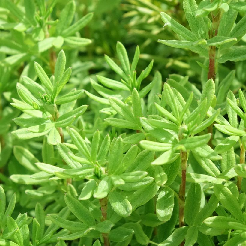 Potentilla fruticosa Marmalade (Foliage)