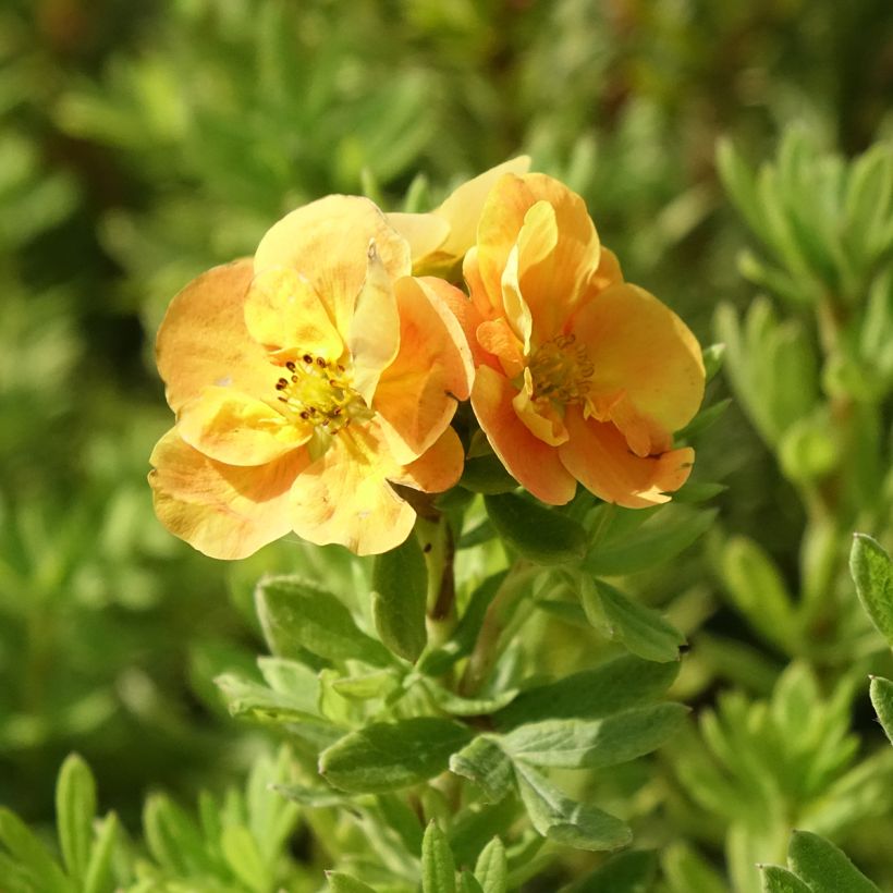 Potentilla fruticosa Marmalade (Flowering)