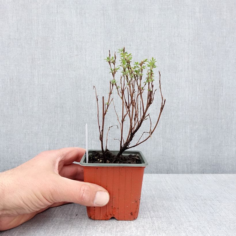 Example of Potentilla fruticosa Marmalade Vasetto da 8/9 cm as you get in printemps